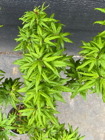 Seiun Kaku Japanese Maple, Fast Growing Mikawa Form Acer Palmatum Tree - Live Plant