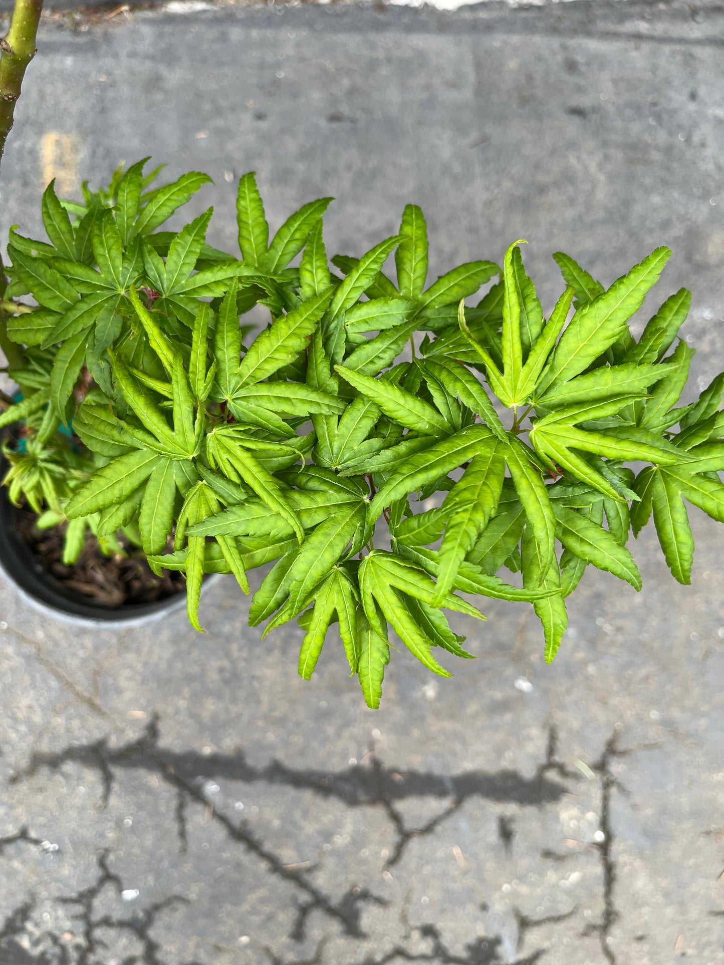 Seiun Kaku Japanese Maple, Fast Growing Mikawa Form Acer Palmatum Tree - Live Plant