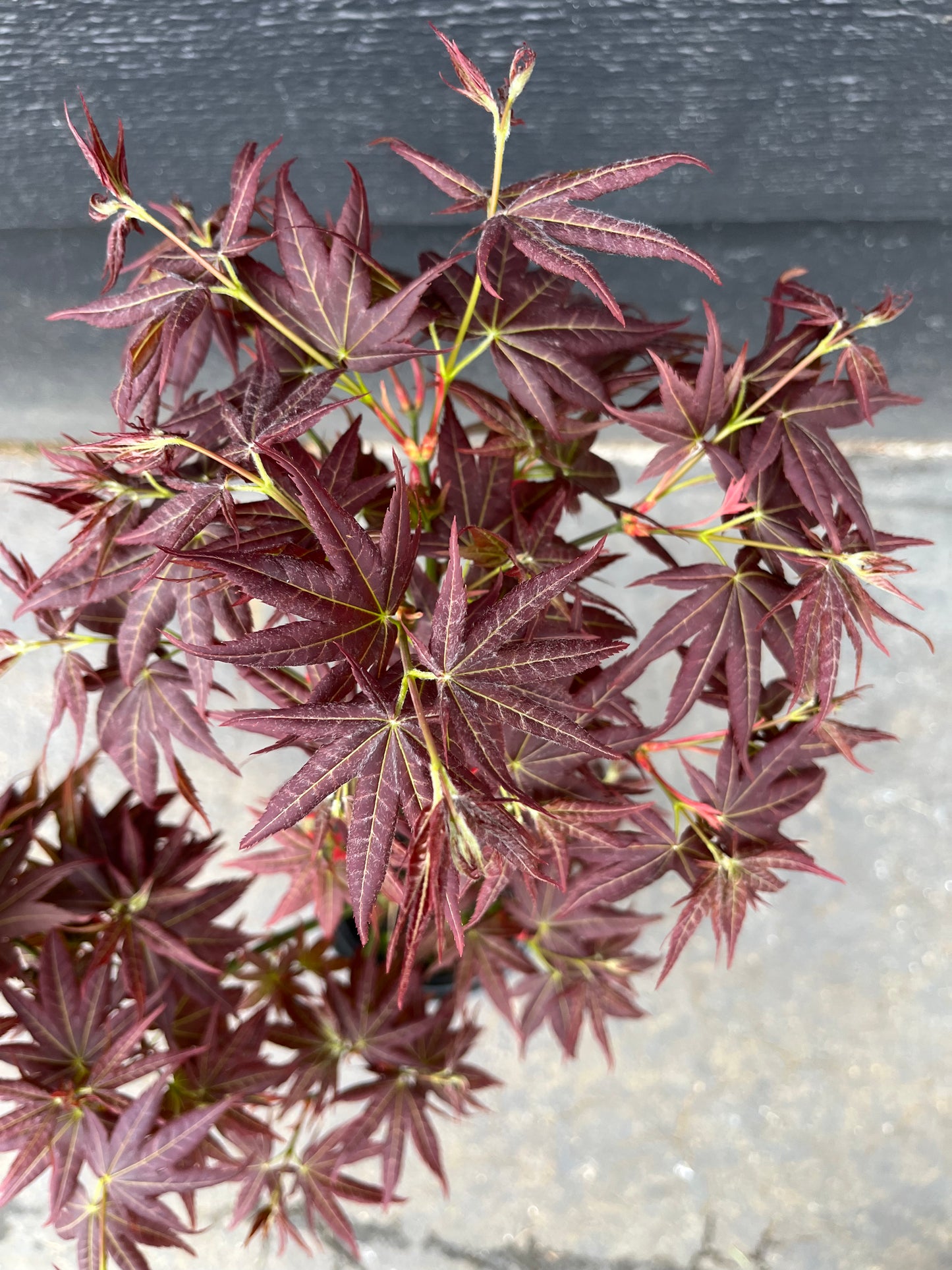 Kurenai Jishi Japanese Maple, Rare Red Lion's Head Acer Palmatum - Live Plant