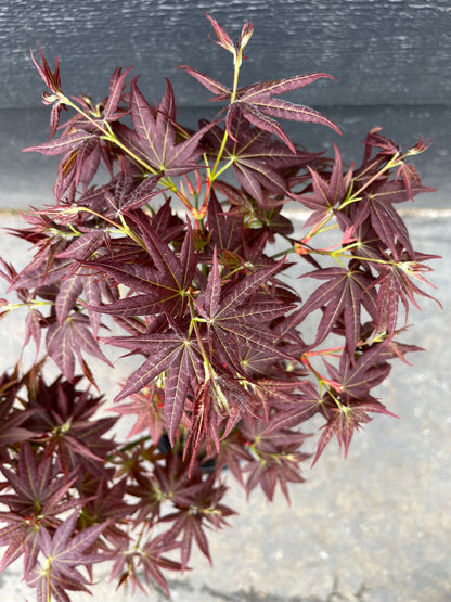 Kurenai Jishi Japanese Maple, Rare Red Lion's Head Acer Palmatum - Live Plant