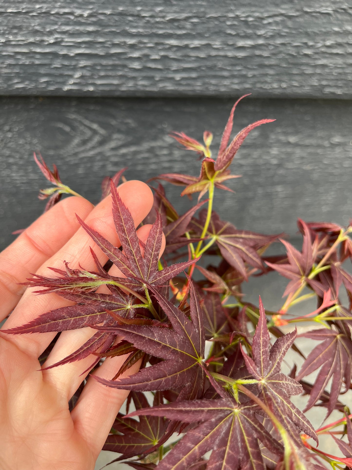 Kurenai Jishi Japanese Maple, Rare Red Lion's Head Acer Palmatum - Live Plant