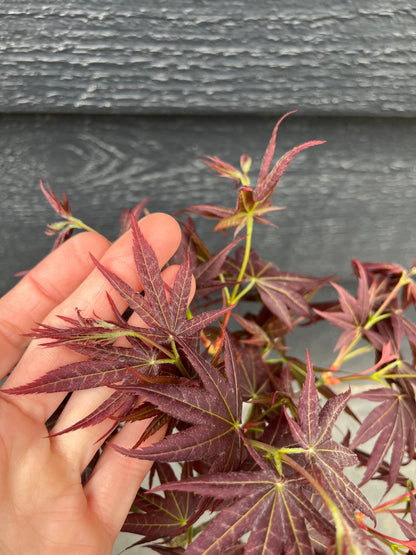 Kurenai Jishi Japanese Maple, Rare Red Lion's Head Acer Palmatum - Live Plant