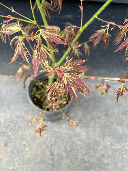 Manyo No Sato Variegated Japanese Maple, Purple Acer Palmatum Tree - Live Plant