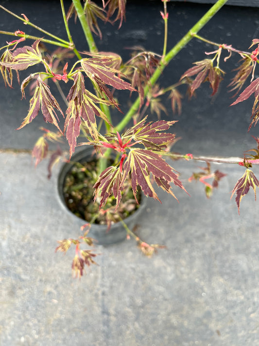 Manyo No Sato Variegated Japanese Maple, Purple Acer Palmatum Tree - Live Plant