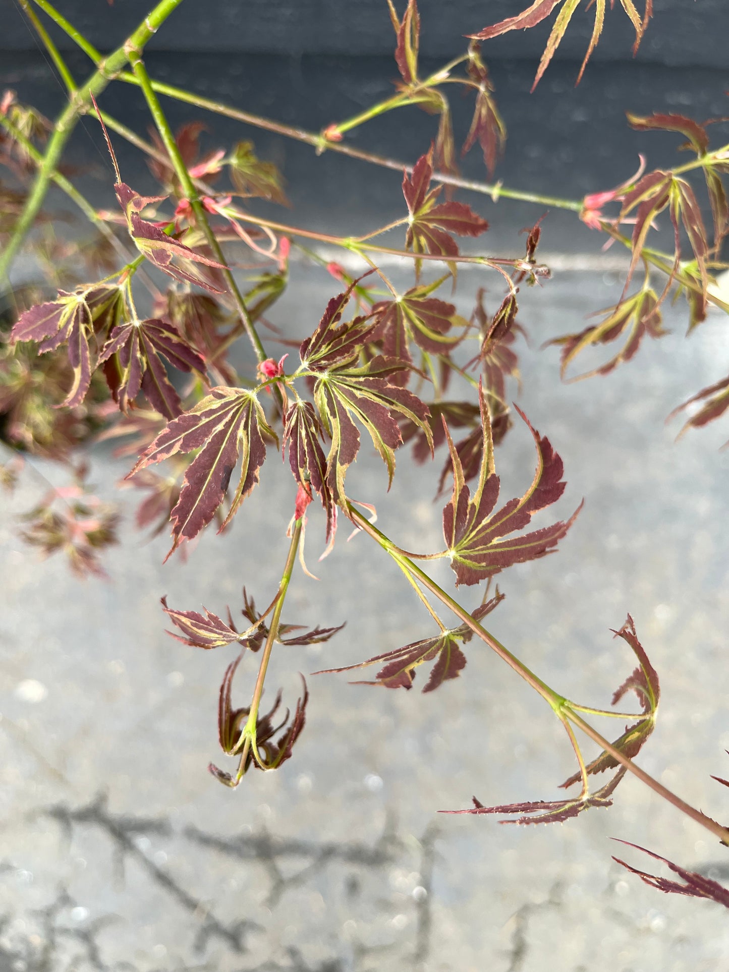 Manyo No Sato Variegated Japanese Maple, Purple Acer Palmatum Tree - Live Plant