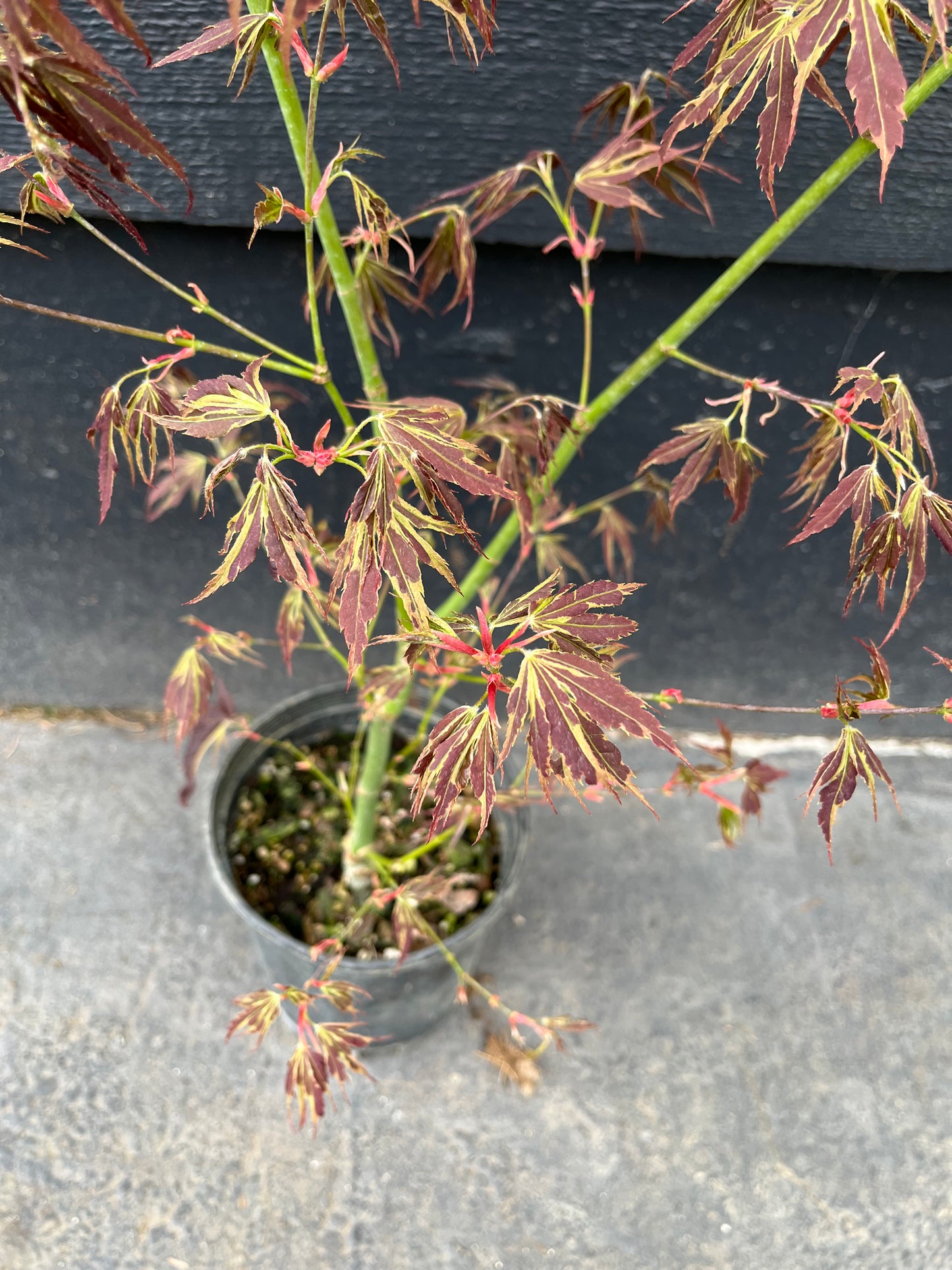 Manyo No Sato Variegated Japanese Maple, Purple Acer Palmatum Tree - Live Plant