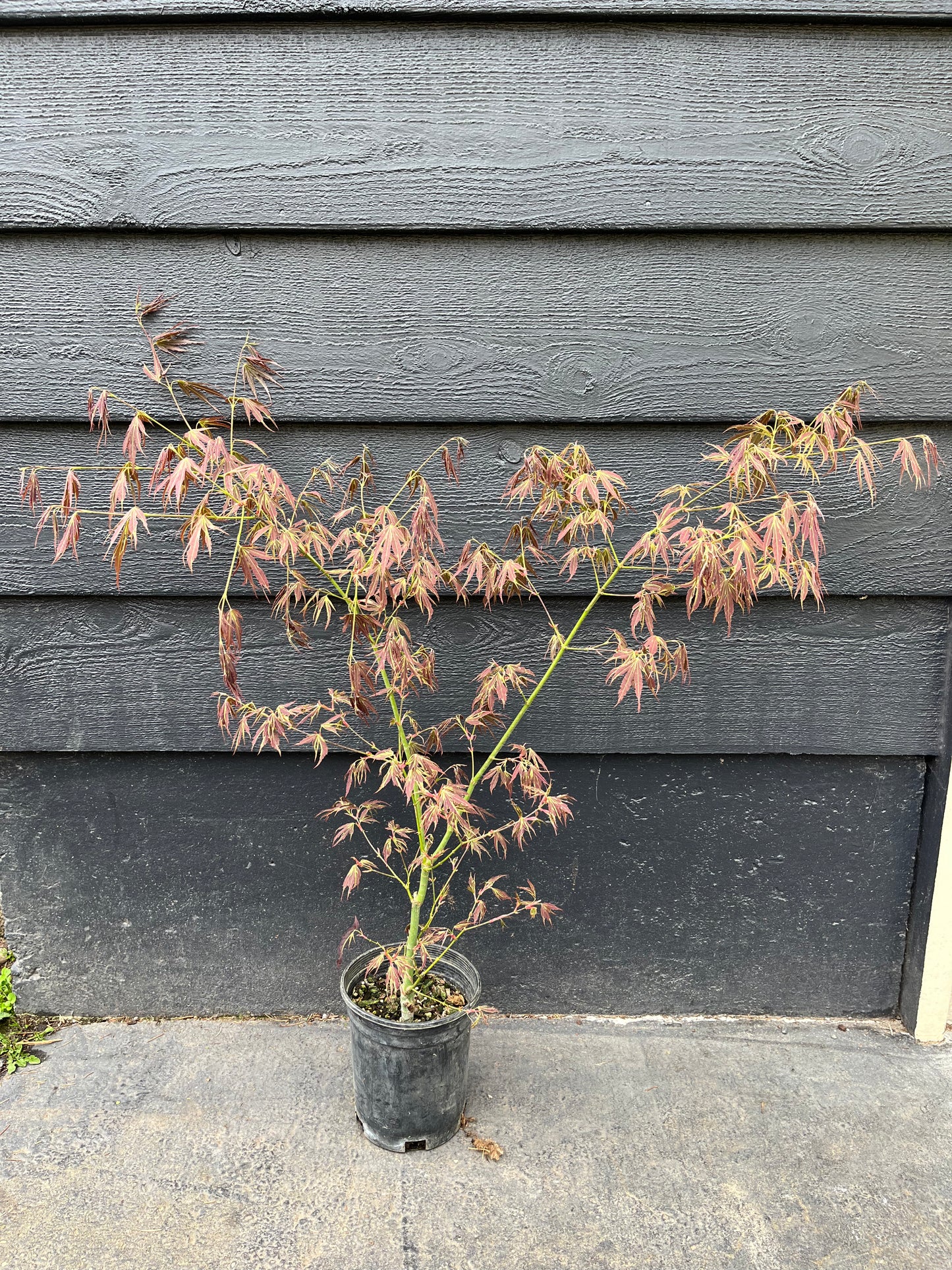 Manyo No Sato Variegated Japanese Maple, Purple Acer Palmatum Tree - Live Plant
