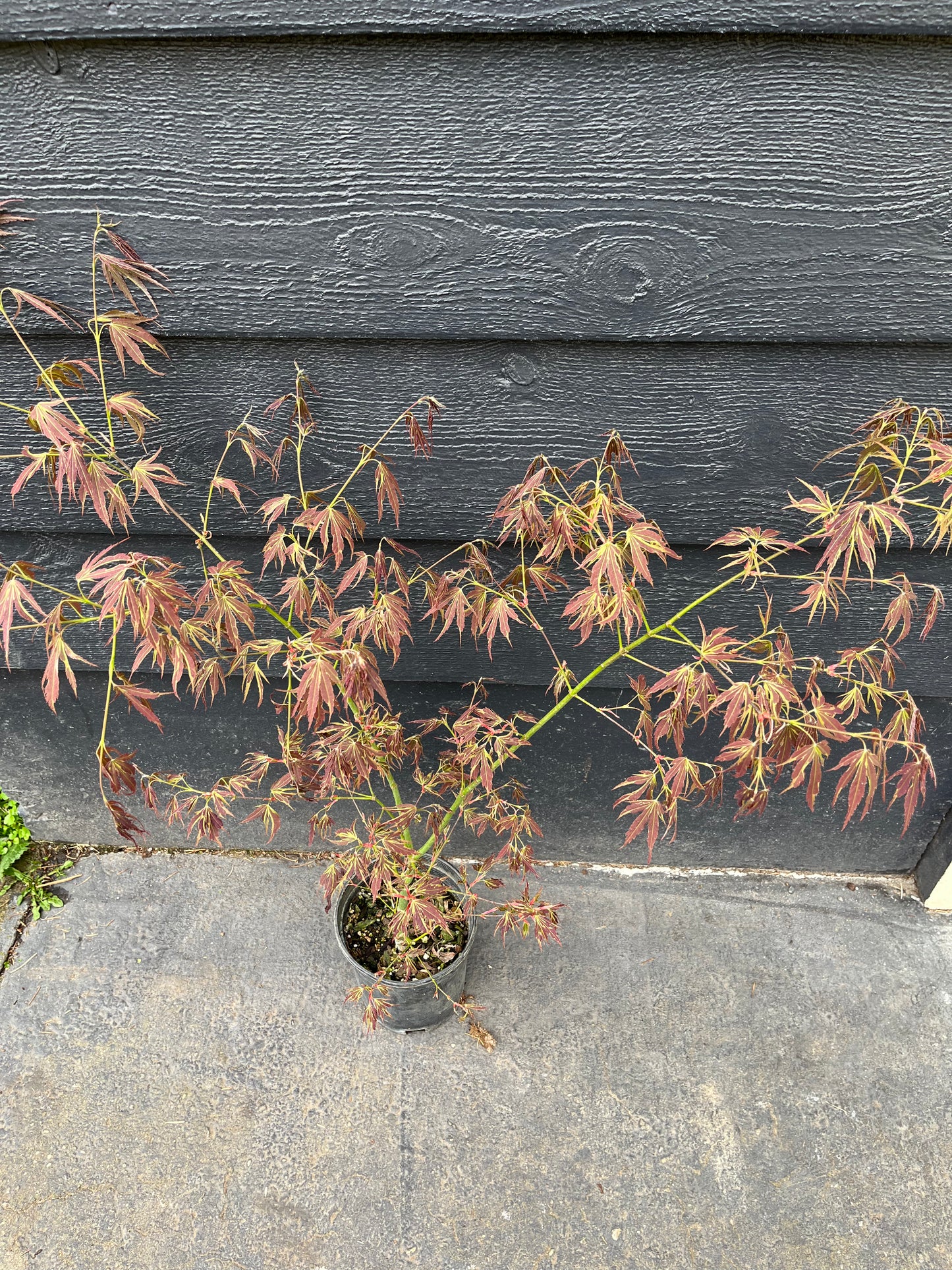 Manyo No Sato Variegated Japanese Maple, Purple Acer Palmatum Tree - Live Plant