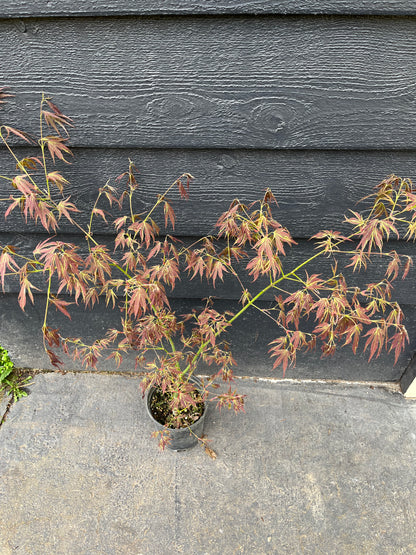 Manyo No Sato Variegated Japanese Maple, Purple Acer Palmatum Tree - Live Plant