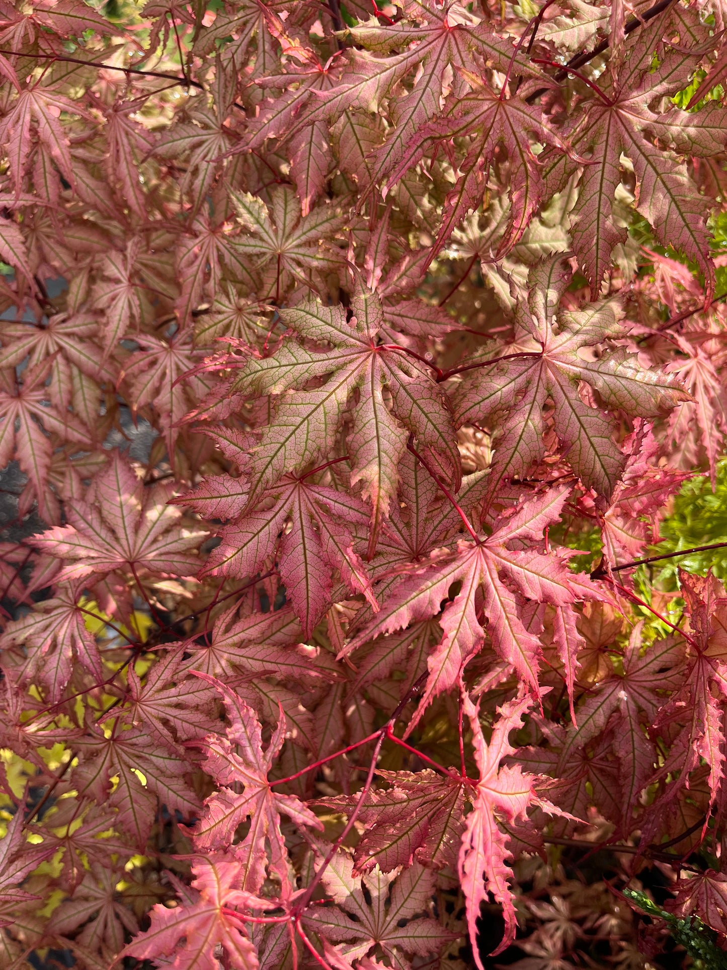 Strawberry Spring Japanese Maple Pink Reticulated Acer Palmatum - Live Plant
