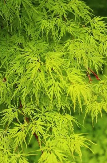 Seiryu Upright Lace Leaf Japanese Maple, Fast Growing Acer Palmatum Tree - Live Plant