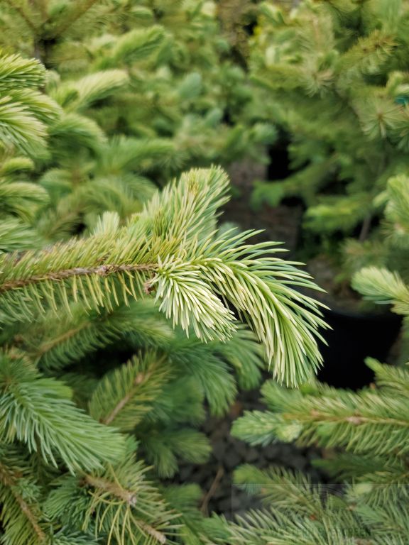Irish Cream Rare Blue Spruce, Dwarf Collector Conifer Tree - Live Plant