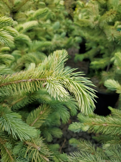 Irish Cream Rare Blue Spruce, Dwarf Collector Conifer Tree - Live Plant