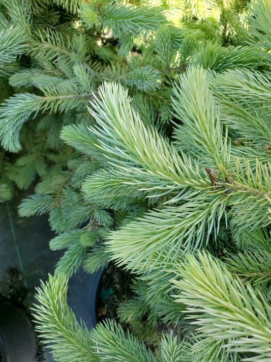 Irish Cream Rare Blue Spruce, Dwarf Collector Conifer Tree - Live Plant