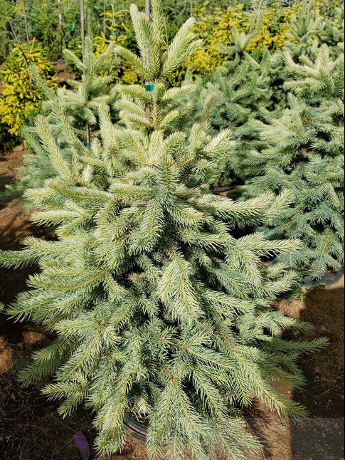 Irish Cream Rare Blue Spruce, Dwarf Collector Conifer Tree - Live Plant