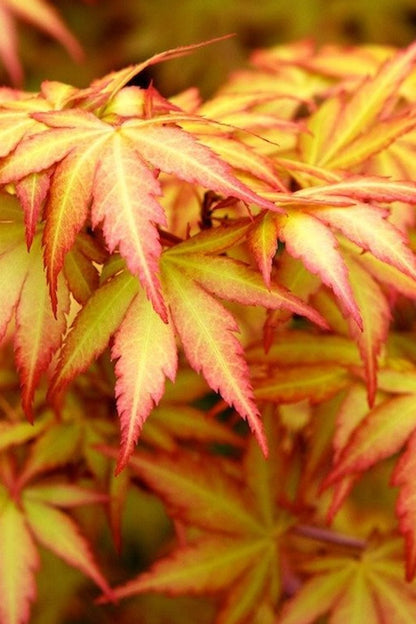 Orange Dream Japanese Maple, Dwarf Acer Palmatum Shade Tree - Live Plant