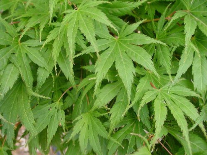 Kihachijo Japanese Maple, Green Upright Acer Palmatum, Fiery Fall Color - Live Plant