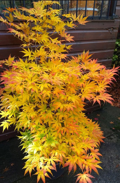Kihachijo Japanese Maple, Green Upright Acer Palmatum, Fiery Fall Color - Live Plant