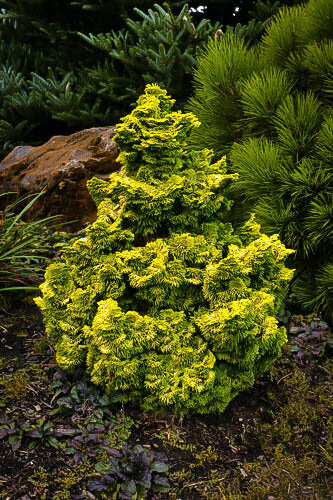 Nana Lutea Golden Hinoki Cypress, Dwarf Pre-Bonsai Conifer - Live Plant