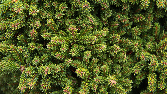 Mt. Vernon Oriental Spruce, Miniature Collector Conifer - Live Plant