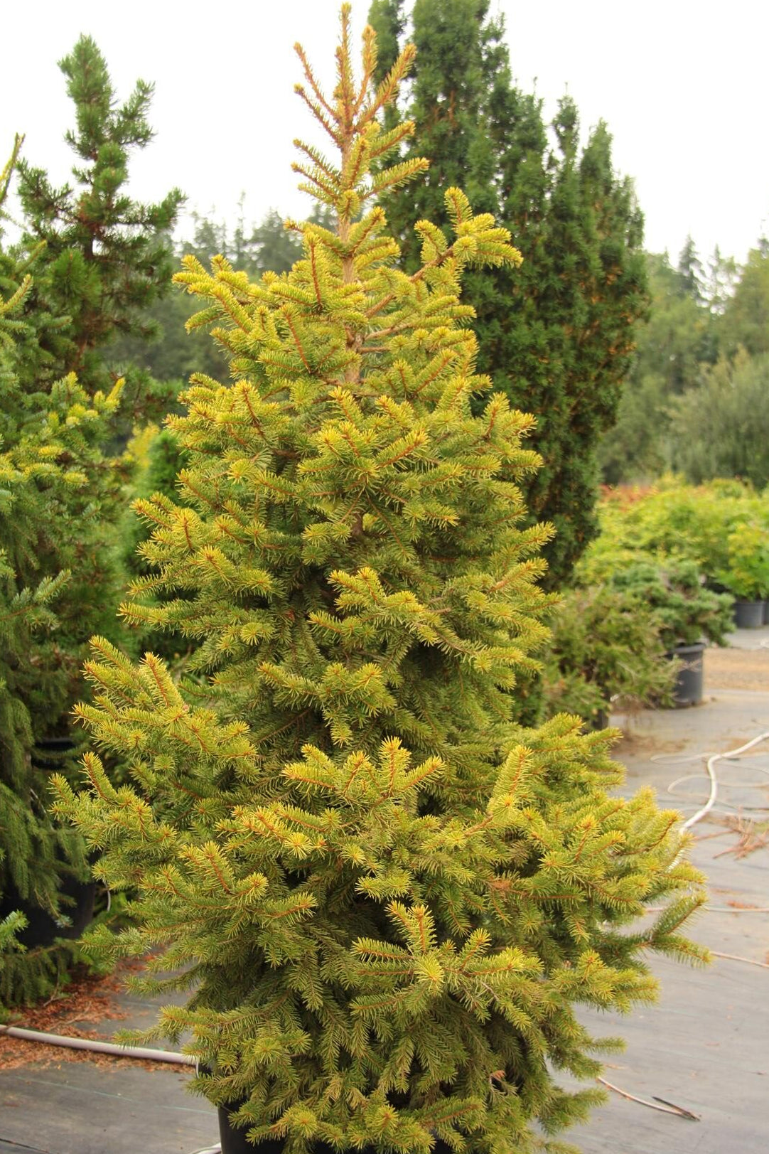 Cascade Campfire Rare Blue Spruce Tree, Dwarf Collector Conifer - Live Plant