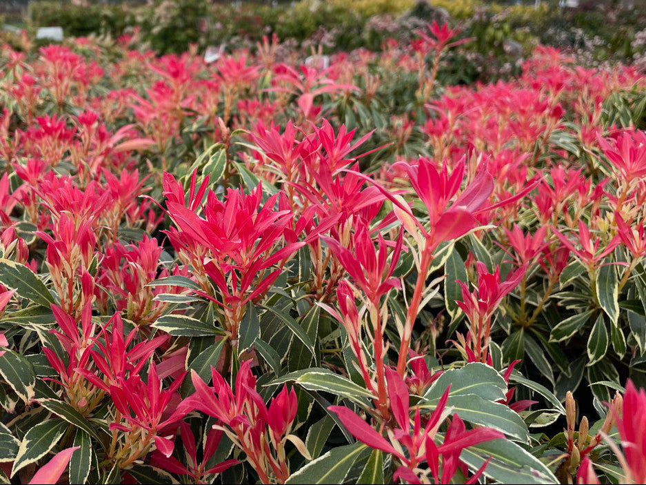 Flaming Silver Variegated Lily Of The Valley, Flowering Evergreen Shrub - Live Plant