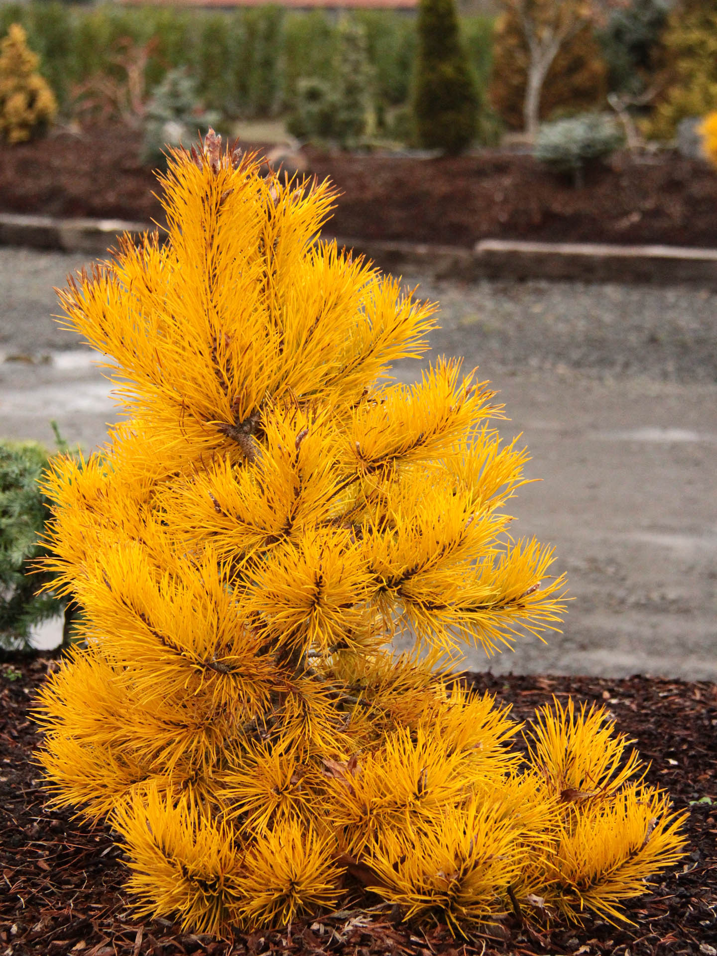 Chief Joseph Golden Winter Lodgepole Pine, Rare Pinus Contorta Conifer - Live Plant