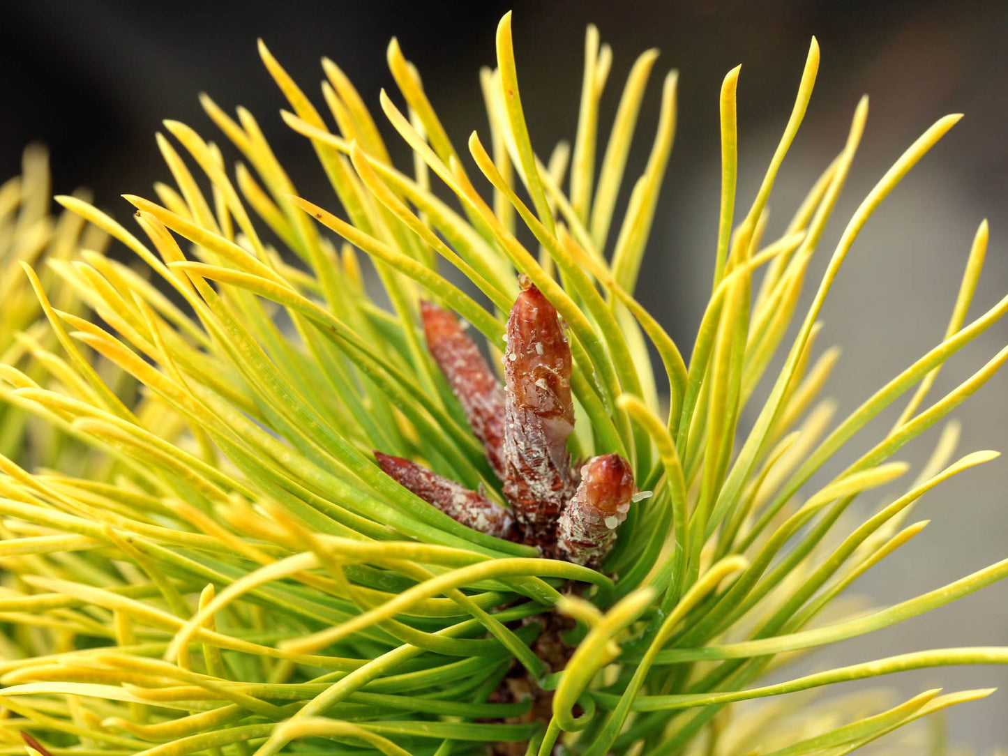 Chief Joseph Golden Winter Lodgepole Pine, Rare Pinus Contorta Conifer - Live Plant