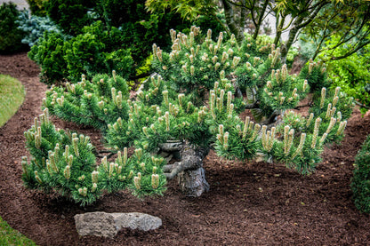 Jakobsen Dwarf Mugo Pine, Pre-Bonsai Starter Tree, Cold Hardy - Live Plant