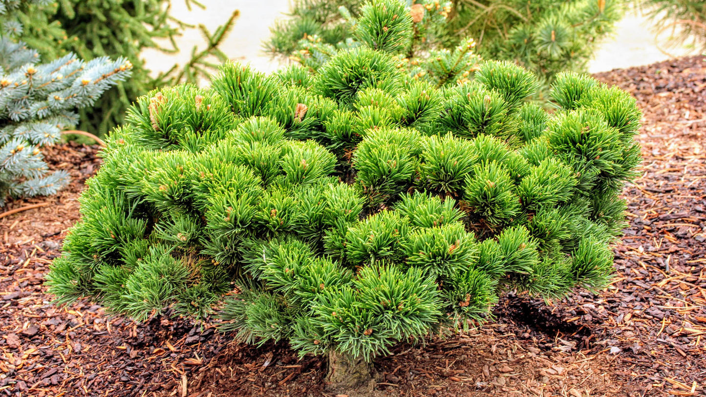 Jakobsen Dwarf Mugo Pine, Pre-Bonsai Starter Tree, Cold Hardy - Live Plant