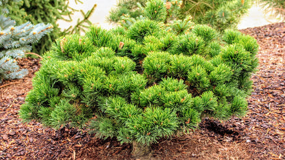 Jakobsen Dwarf Mugo Pine, Pre-Bonsai Starter Tree, Cold Hardy - Live Plant