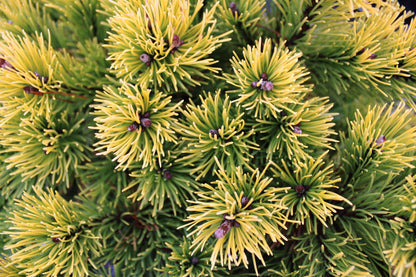 Starkl Rare Golden Mugo Pine, Dwarf Compact Evergreen - Live Plant