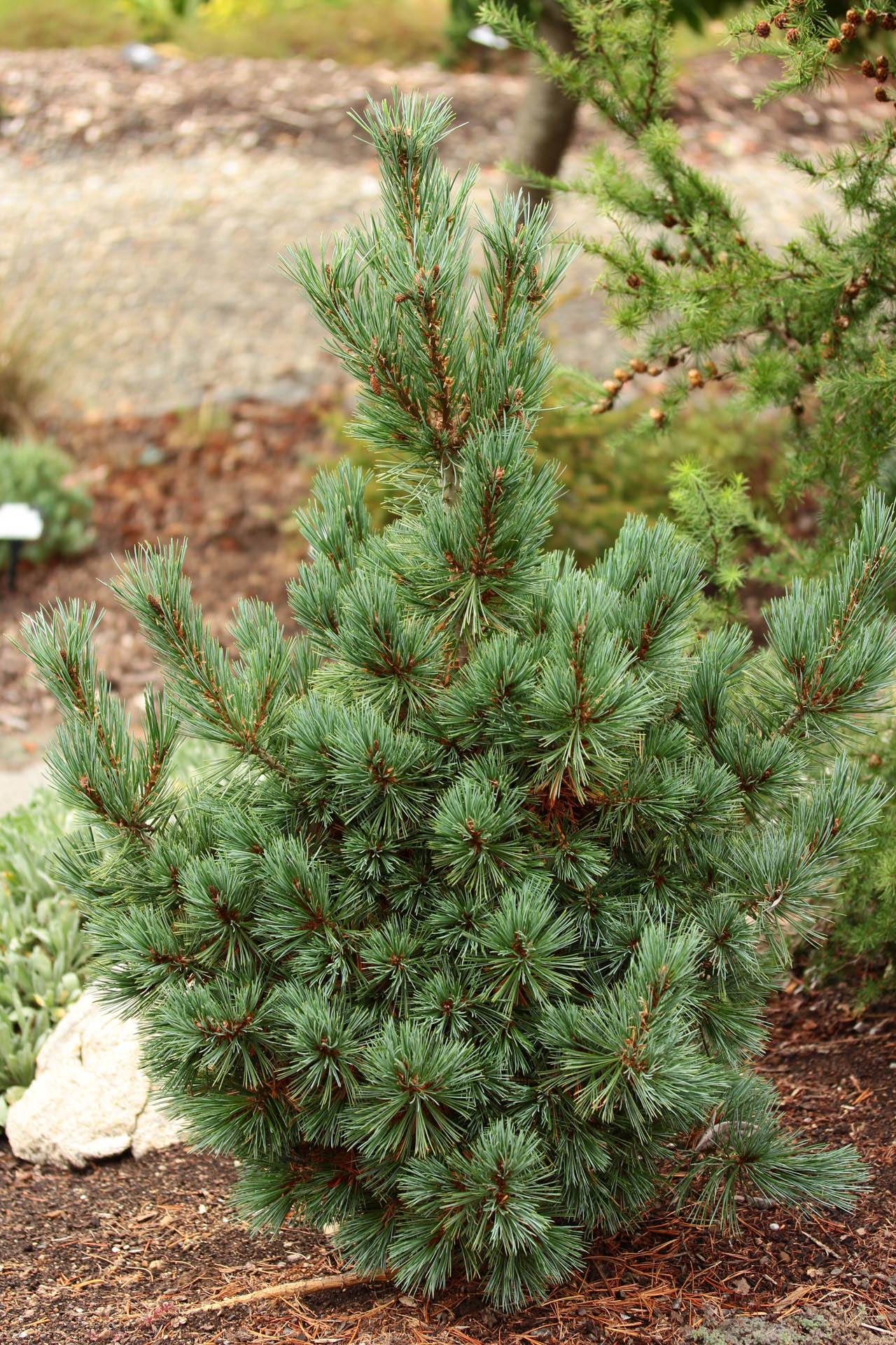 Loma Linda Dwarf Southwestern White Pine Conifer - Live Plant