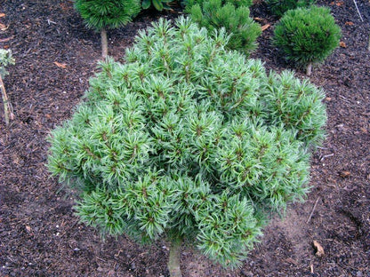 Tiny Kurls Dwarf Eastern White Pine, Unique Twisted Blue-Green Needles - Live Plant