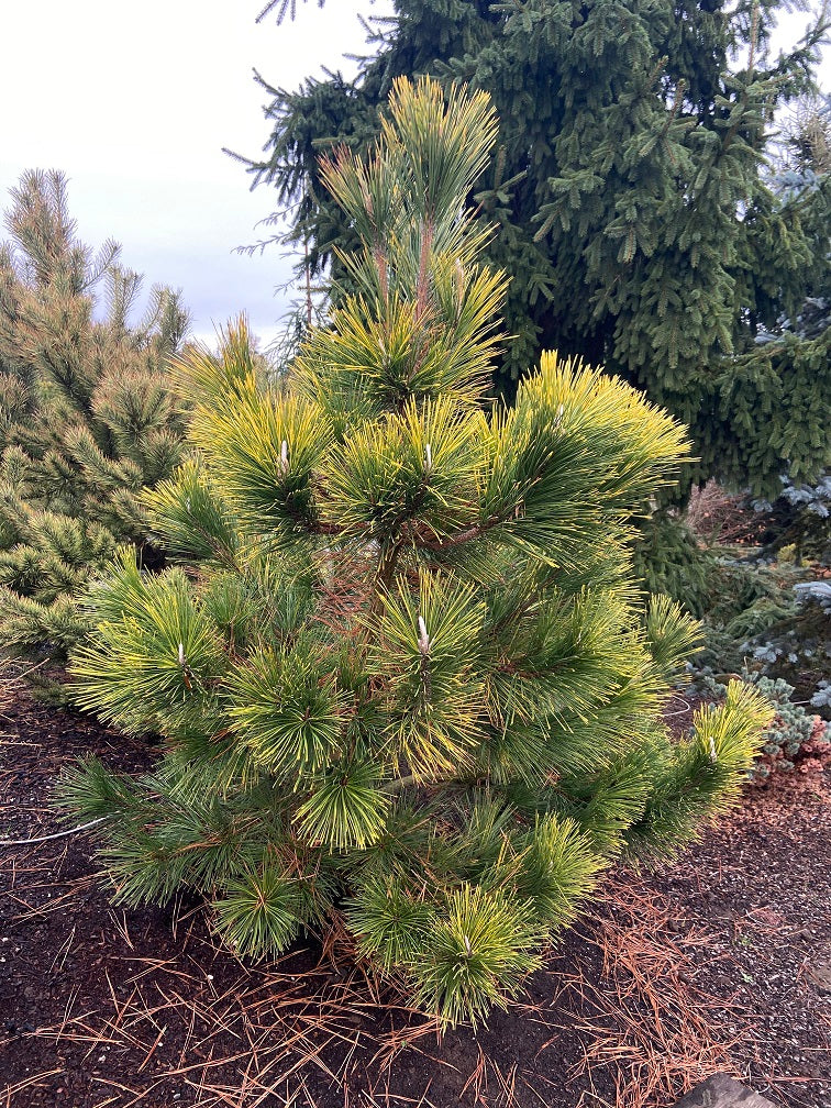 Ogon Golden Japanese Black Pine, Rare Conifer, Bonsai Starter Tree - Live Plant