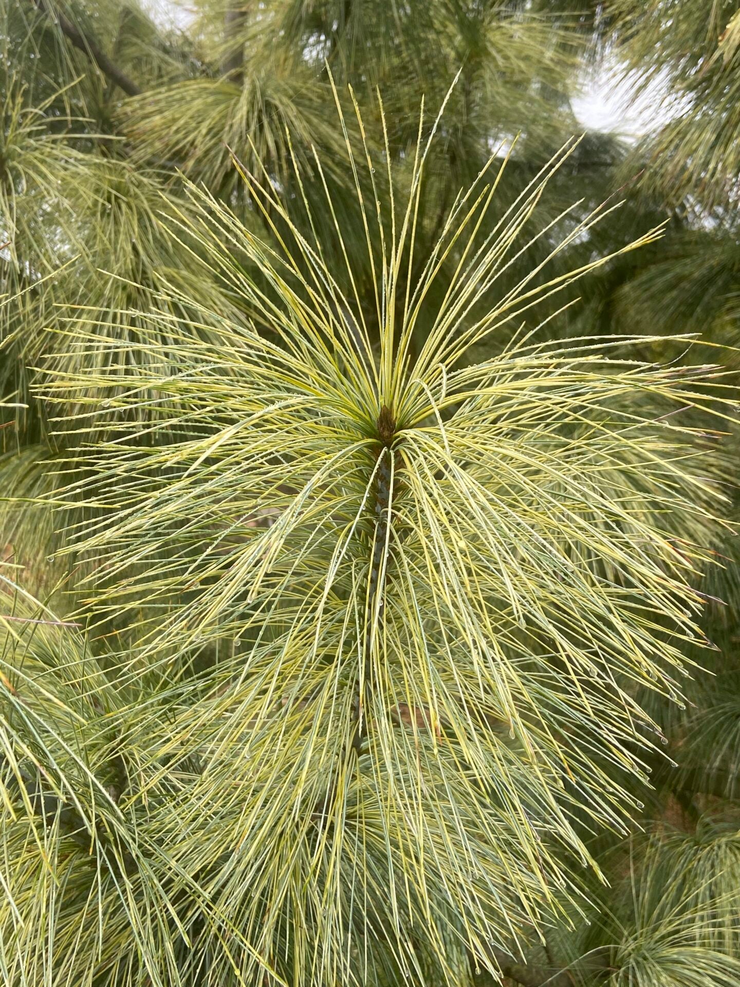 Zebrina Rare Variegated Himalayan Pine Collector Conifer - Live Plant