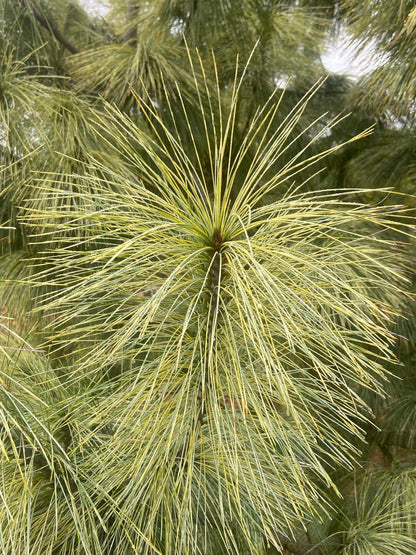 Zebrina Rare Variegated Himalayan Pine Collector Conifer - Live Plant