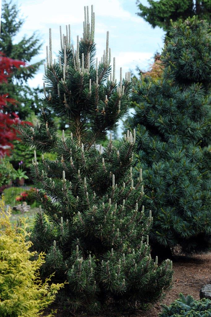 Kotobuki Dwarf Japanese Black Pine, Bonsai Starter Conifer Tree - Live Plant