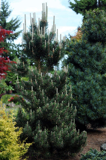 Kotobuki Dwarf Japanese Black Pine, Bonsai Starter Conifer Tree - Live Plant