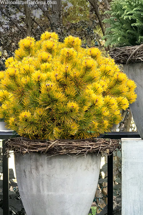 Starkl Rare Golden Mugo Pine, Dwarf Compact Evergreen - Live Plant