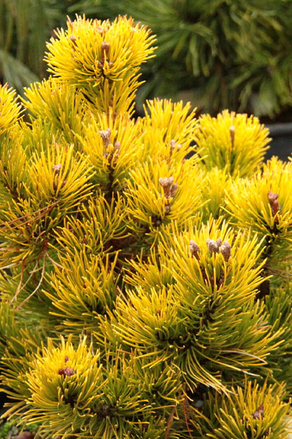 Starkl Rare Golden Mugo Pine, Dwarf Compact Evergreen - Live Plant