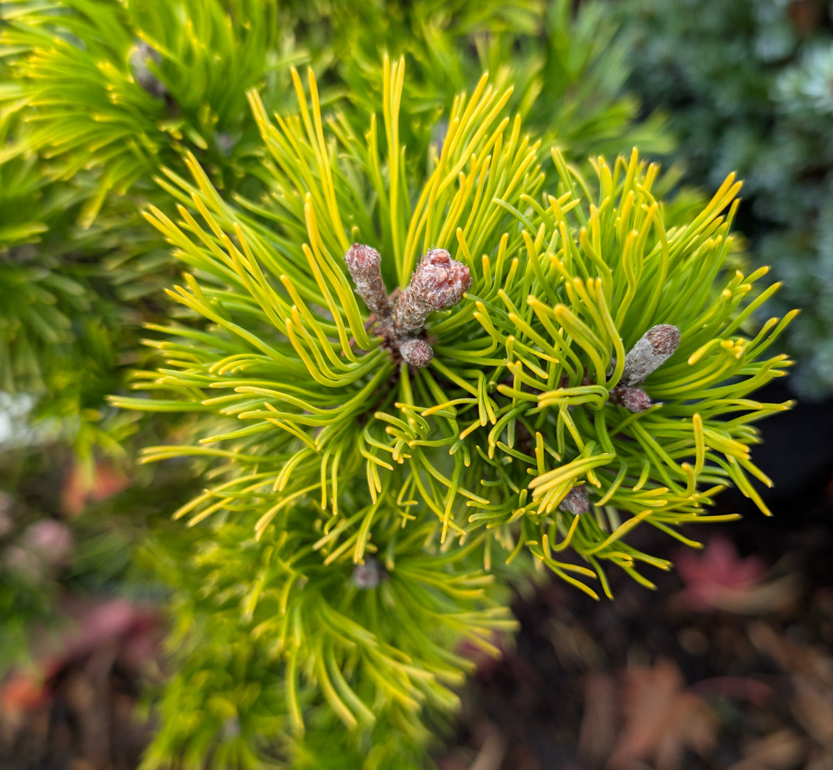 Starkl Rare Golden Mugo Pine, Dwarf Compact Evergreen - Live Plant