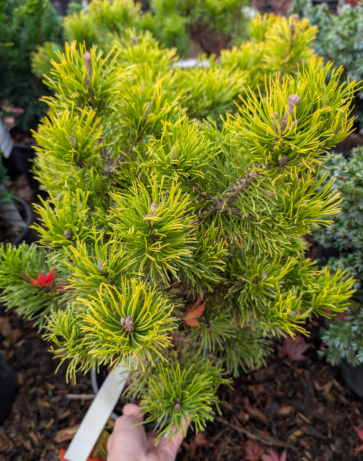 Starkl Rare Golden Mugo Pine, Dwarf Compact Evergreen - Live Plant