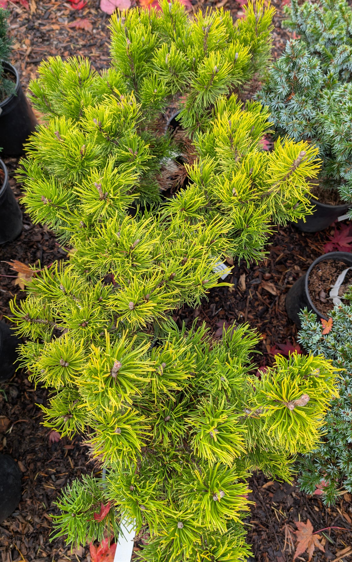 Starkl Rare Golden Mugo Pine, Dwarf Compact Evergreen - Live Plant