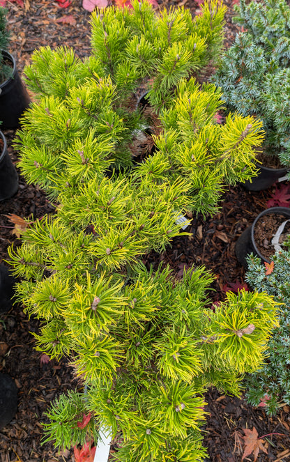 Starkl Rare Golden Mugo Pine, Dwarf Compact Evergreen - Live Plant