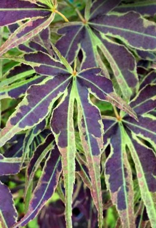Manyo No Sato Variegated Japanese Maple, Purple Acer Palmatum Tree - Live Plant