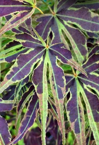 Manyo No Sato Variegated Japanese Maple, Purple Acer Palmatum Tree - Live Plant