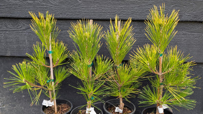 Ogon Golden Japanese Black Pine, Rare Conifer, Bonsai Starter Tree - Live Plant