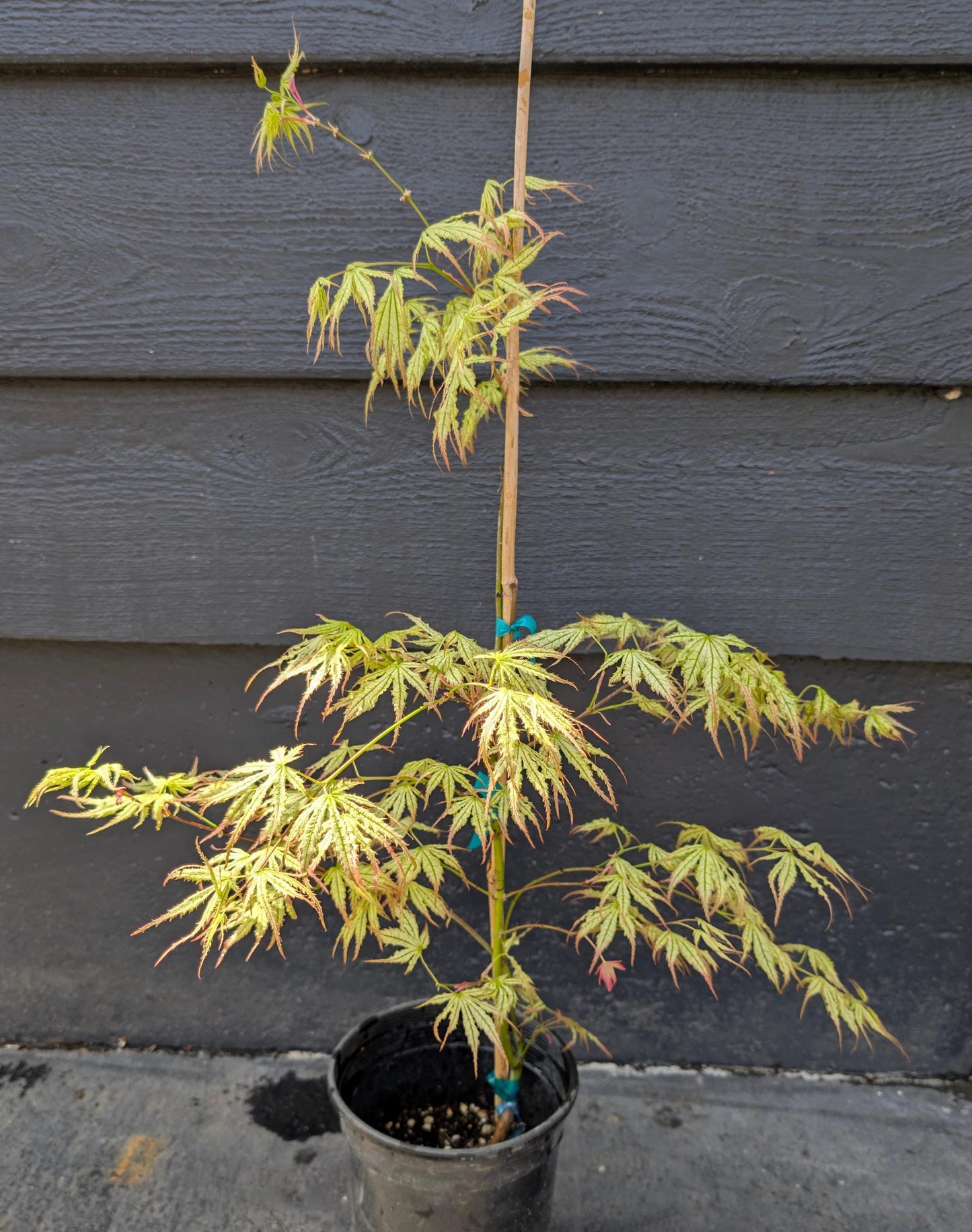 Peaches and Cream Japanese Maple, Pink Cream Variegated Acer Palmatum - Live Plant