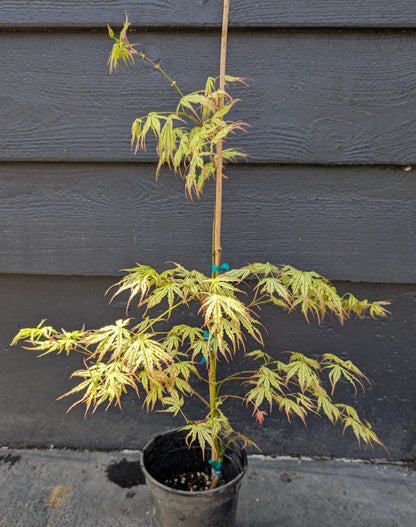 Peaches and Cream Japanese Maple, Pink Cream Variegated Acer Palmatum - Live Plant